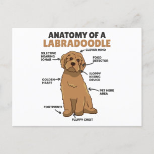 Anatomi hos en labradoodle Cute Hund-valp Vykort