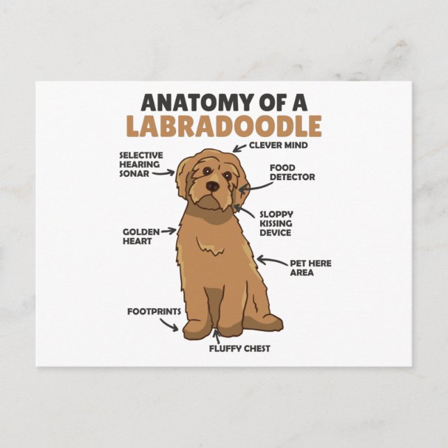 Anatomi hos en labradoodle Cute Hund-valp Vykort (Framsida)