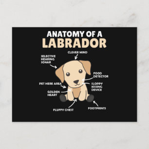 Anatomi hos en labradorestauratör, sötad Hundar Vykort