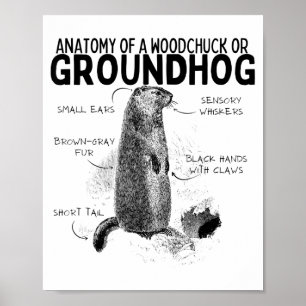 Anatomi Hos En Murmeldjur Eller Jordpiggsvin Rolig Poster