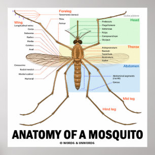 Anatomi hos en myggsjukdom (entomologi) poster