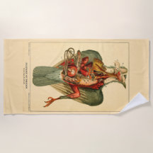 Anatomi hos en Pigeon