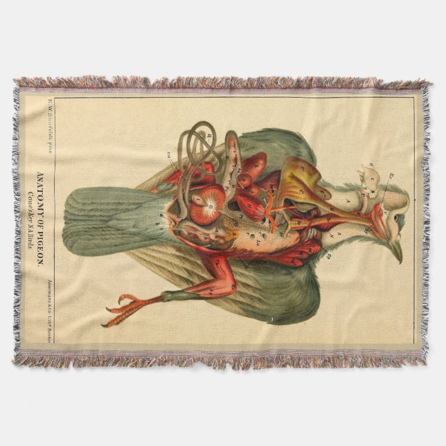 Anatomi hos en Pigeon Filt (Framsidan)