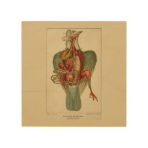 Anatomi hos en Pigeon