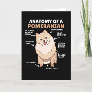Anatomi hos en pomeransk kute-Hund-valp Kort
