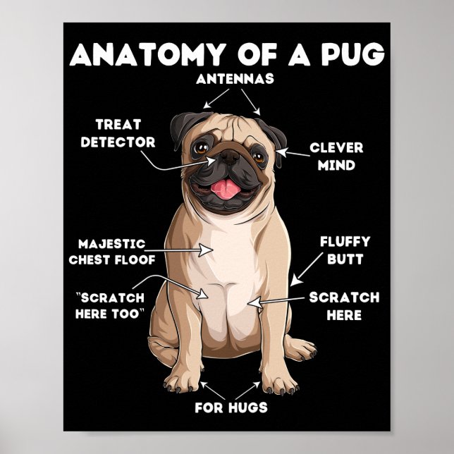 Anatomi hos en Pug Poster (Framsidan)