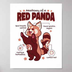 Anatomi hos en röd panda-djursköld poster