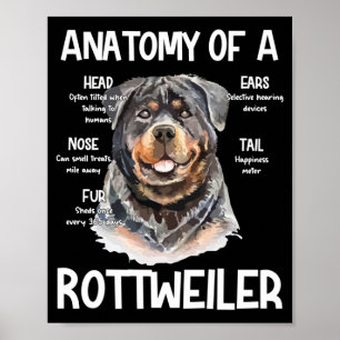 Anatomi hos en rotweiler för Hundälskare Poster