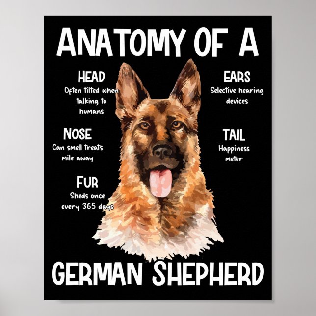 Anatomi hos en tysk herde för Hundälskare Poster (Framsidan)