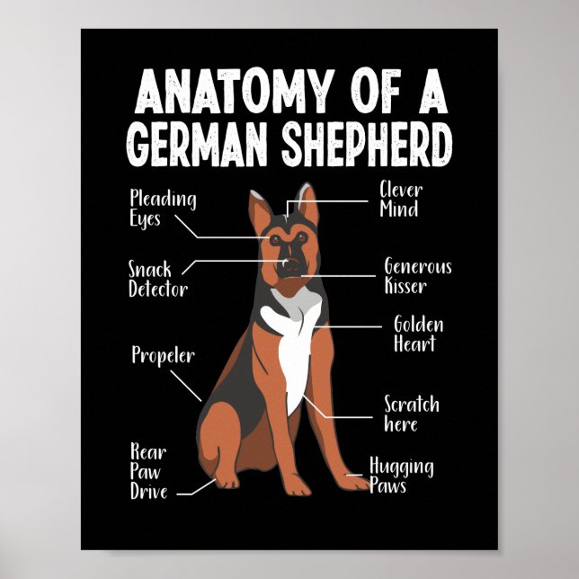 Anatomi hos en tysk shepherd Hund Mamma Poster (Framsidan)