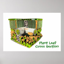 Anatomi hos en växt Löv poster