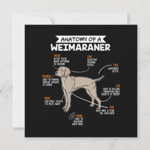 Anatomi hos en Weimaraner-Hund Inbjudningar