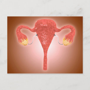 Anatomi hos hondjur av Uterus med äggstockar Vykort