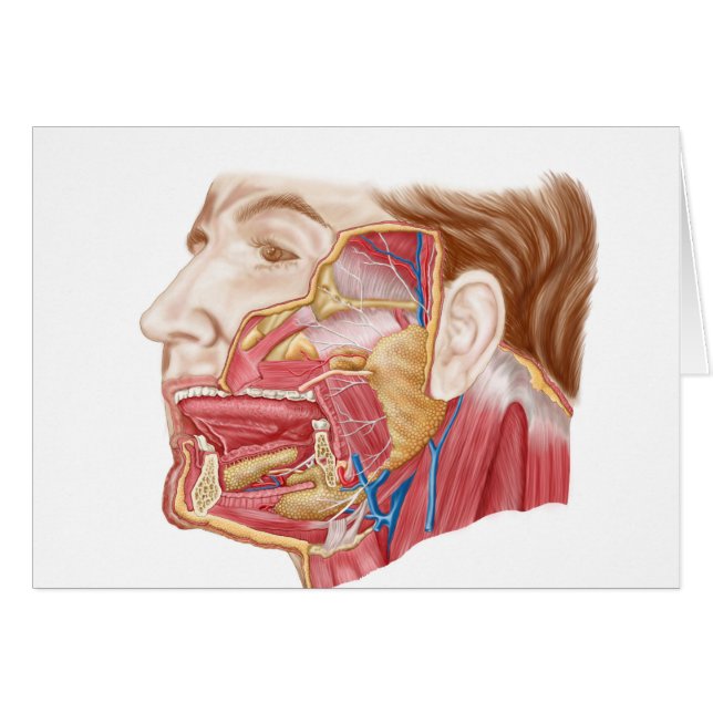 Anatomi hos humana äggstockar hälsningskort (Framsidan Horizontal)