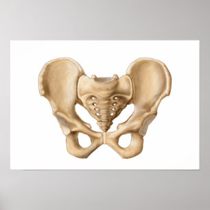 Anatomi hos humant bensen 1 poster
