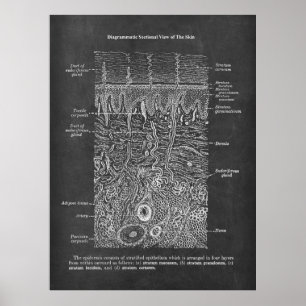 Anatomi hos humant huddermatologen gåva poster