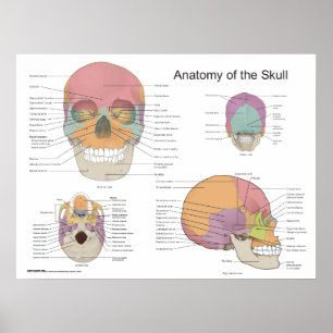 Anatomi hos humant skal 18 x 24 poster