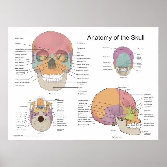 Anatomi hos humant skal 18 x 24 poster (Framsidan)