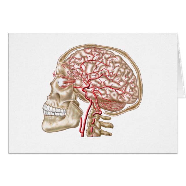 Anatomi hos humant skal, ögonboll och artärer hälsningskort (Framsidan Horizontal)