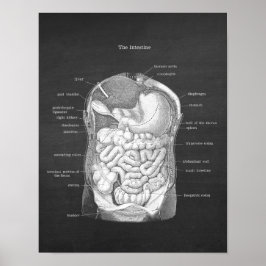 Anatomi hos intestinerna Gastroenterolog Decor Poster
