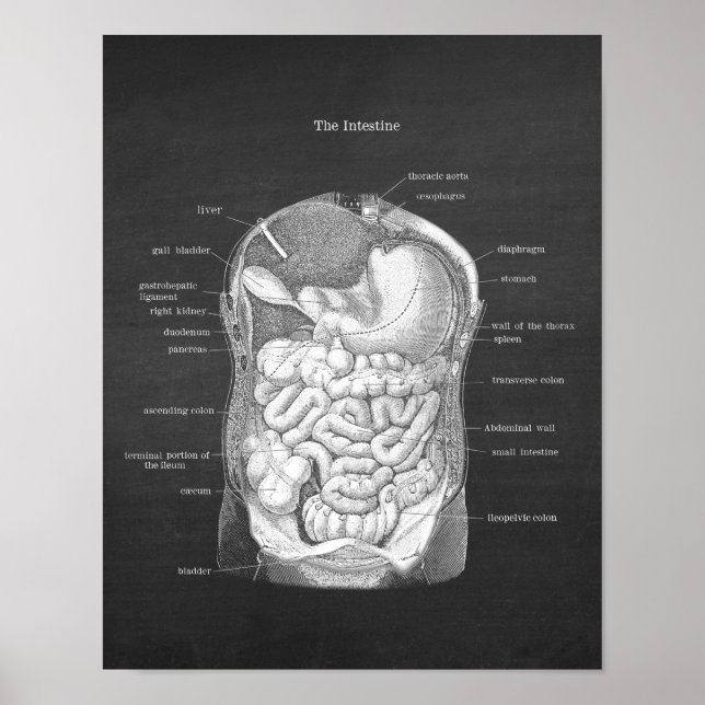 Anatomi hos intestinerna Gastroenterolog Decor Poster (Framsidan)