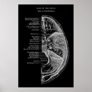 Anatomi hos kraniella ben poster