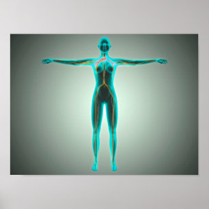 Anatomi hos kvinnlig kropp med artärer och vener poster