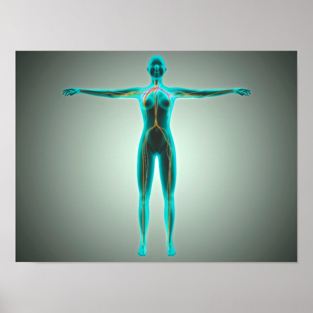 Anatomi hos kvinnlig kropp med artärer och vener poster (Framsidan)