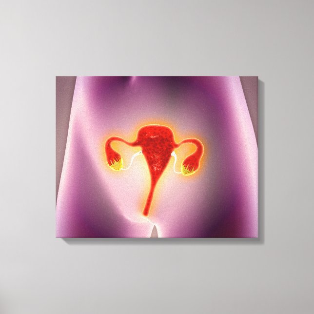 Anatomi hos kvinnlig kropp med Uterus Canvastryck (Framsida)