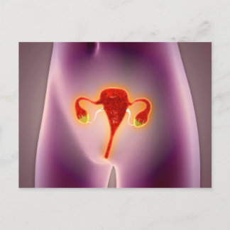 Anatomi hos kvinnlig kropp med Uterus Vykort