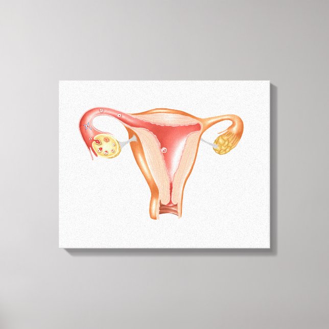 Anatomi hos kvinnligt Uterus 1 Canvastryck (Framsida)