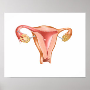 Anatomi hos kvinnligt Uterus 1 Poster