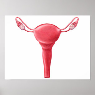 Anatomi hos kvinnligt Uterus 2 Poster