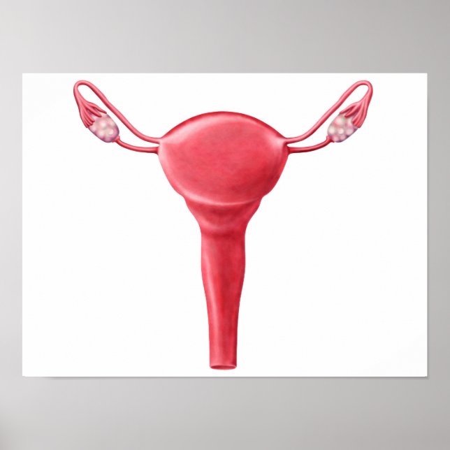 Anatomi hos kvinnligt Uterus 2 Poster (Framsidan)