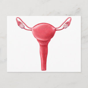 Anatomi hos kvinnligt Uterus 2 Vykort