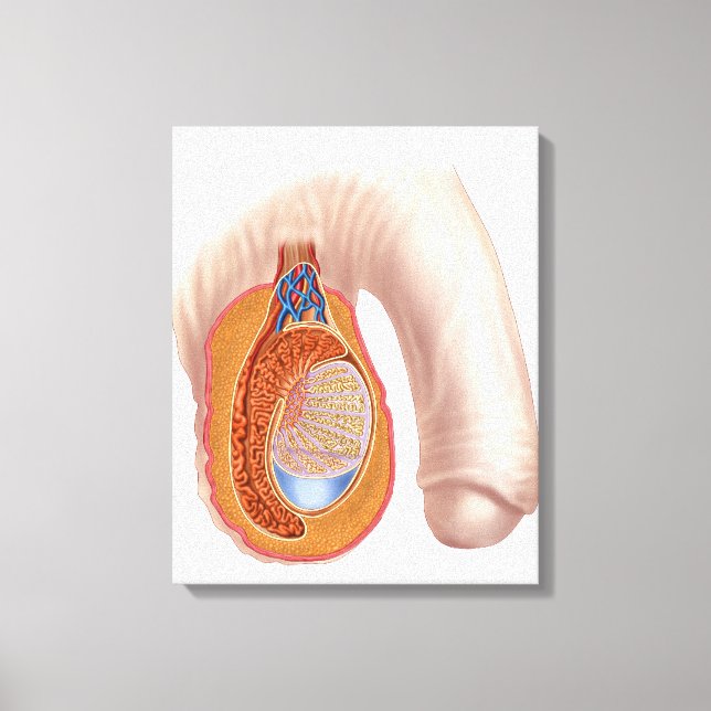 Anatomi hos manlig testis canvastryck (Framsida)