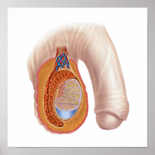 Anatomi hos manlig testis poster