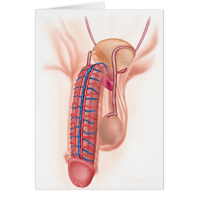 Anatomi hos manliga reproduktionsorgan hälsningskort (Framsidan)