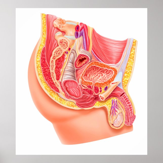 Anatomi hos manligt reproduktionssystem poster (Framsidan)