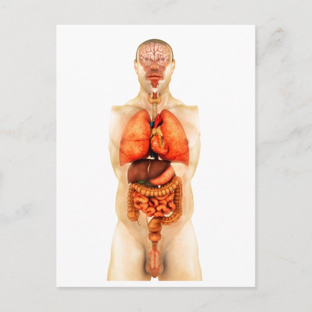Anatomi hos människokroppen som visar helorgan 1 vykort (Framsida)