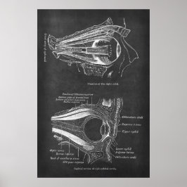 Anatomi Human Öga Muscles of Höger Orbit Poster