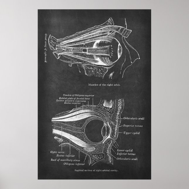 Anatomi Human Öga Muscles of Höger Orbit Poster (Framsidan)