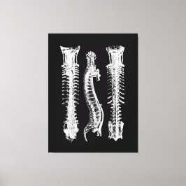 Anatomi Human Spine Large Canvas Art