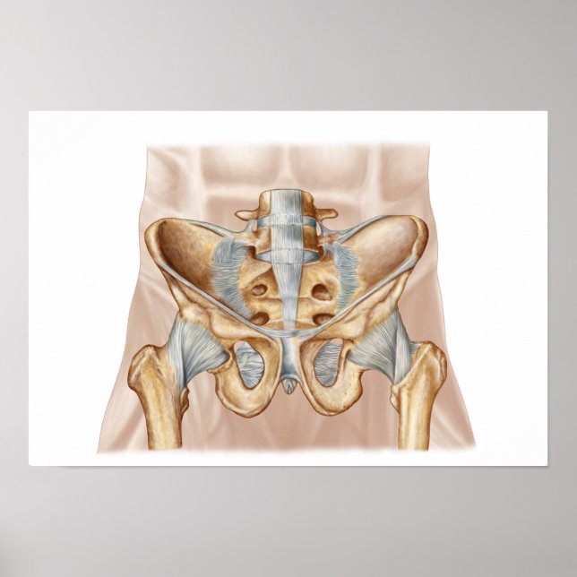 Anatomi i bensen och ligamenten hos människa poster (Framsidan)