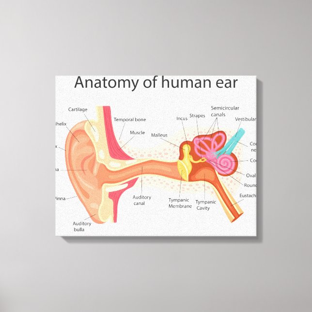 Anatomi i det mänskliga örat canvastryck (Framsida)