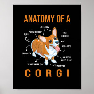 Anatomi i en Corgi-Rolig hund Poster