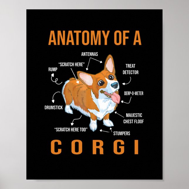 Anatomi i en Corgi-Rolig hund Poster (Framsidan)