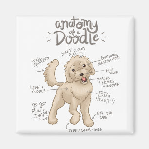 Anatomi i en Doodle-Hund Magnet