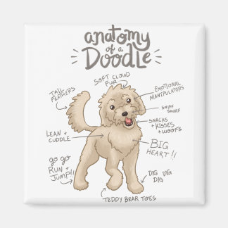 Anatomi i en Doodle-Hund Magnet