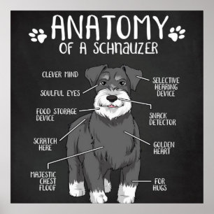 Anatomi i en Schnauzer Cute Hund Poster